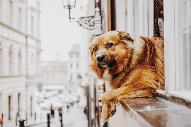 Chien mignon regardant par la fenêtre à l'intérieur de la maison