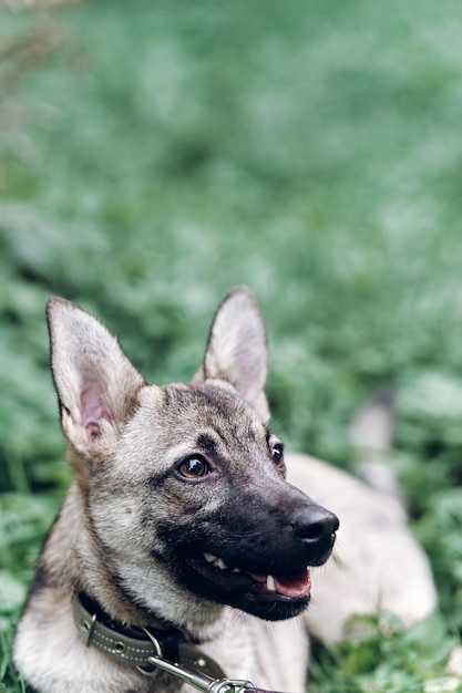 Chien mignon regardant le propriétaire demandant un chiot amical de nourriture allongé dans le concept d'adoption d'animaux d'herbe