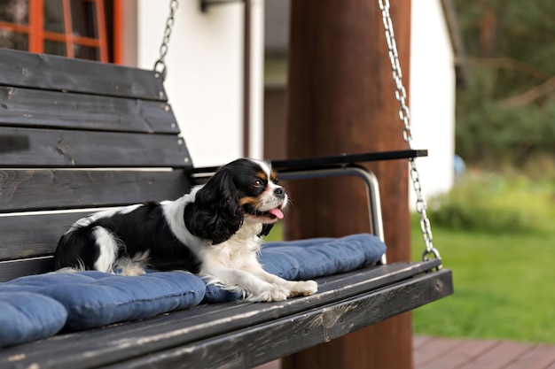 Chien mignon relaxant sur le banc en bois dans le jardin