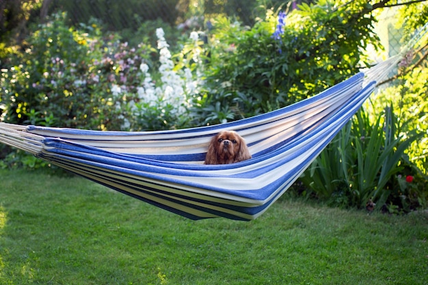 Chien mignon relaxant dans un hamac