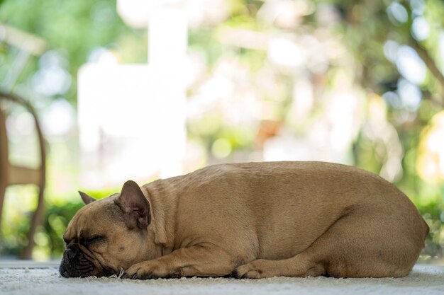 Chien mignon de sommeil sur le tapis d'intérieur