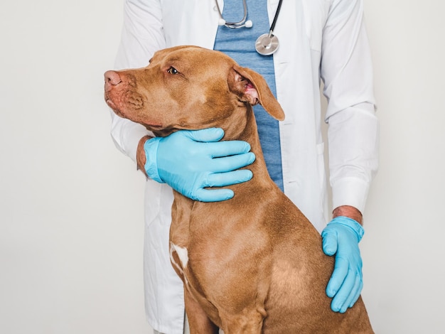 Chien mignon et vétérinaire Closeup fond blanc isolé Photo de studio Concept d'éducation aux soins Formation et éducation des animaux