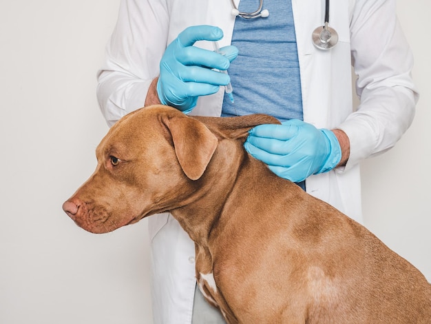 Un chien mignon et un vétérinaire Photo de studio en gros plan