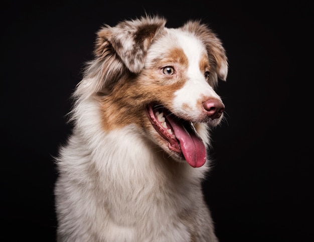 Photo chien mignon vue de face