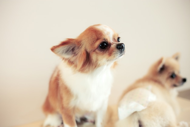 Chien avec un mignon.