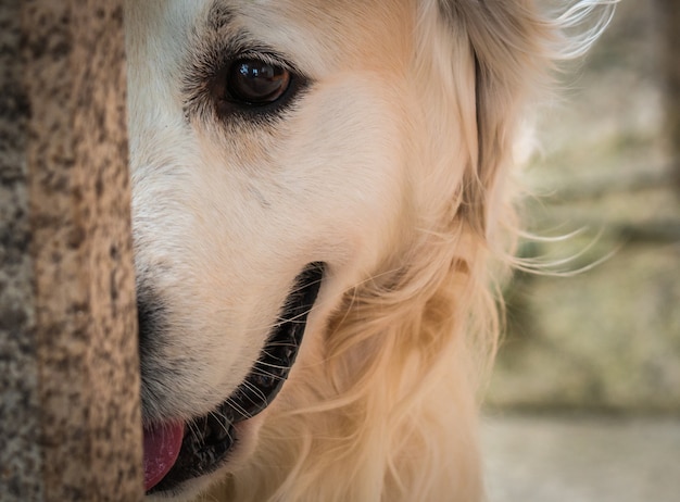 chien mignon