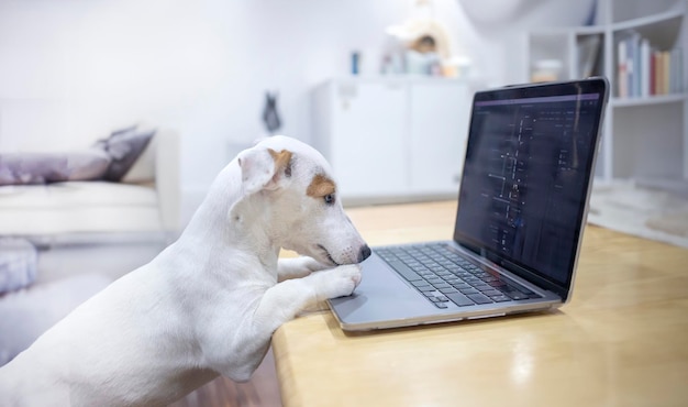 Chien mini jack russel utilisant un ordinateur sur une table dans le concept de réseau