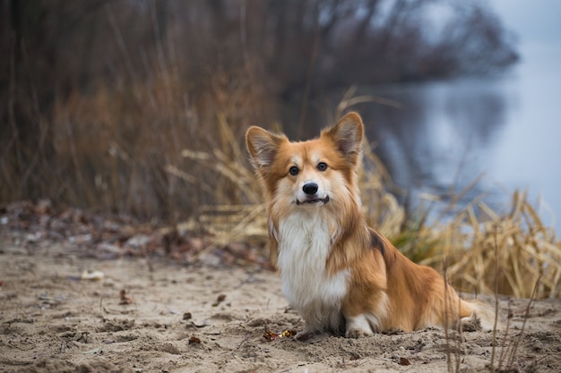 Chien moelleux Corgi assis sur une plage de sable