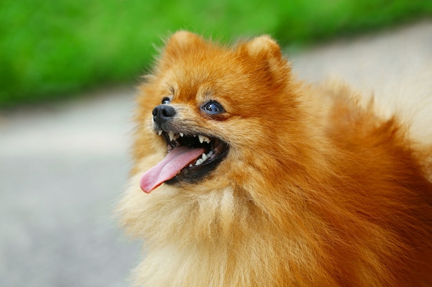 Chien moelleux mignon dans le parc