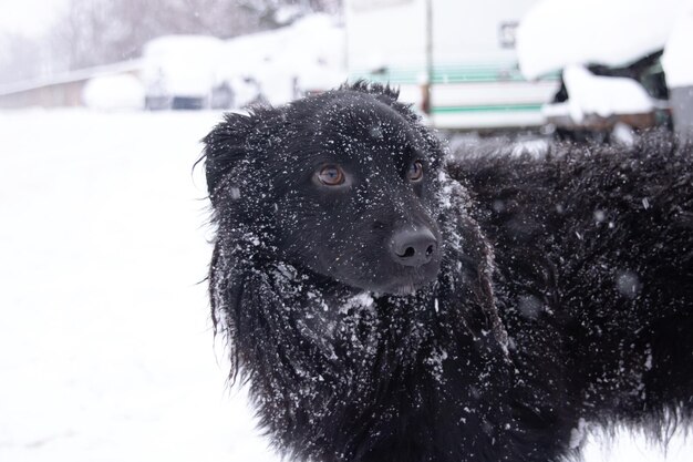 Chien moelleux noir dans la neige gros plan