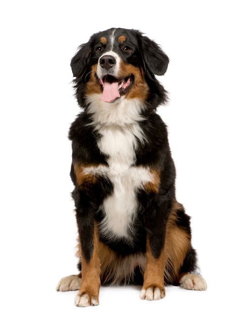 Photo chien de montagne bernois avec 1 an. portrait de chien isolé