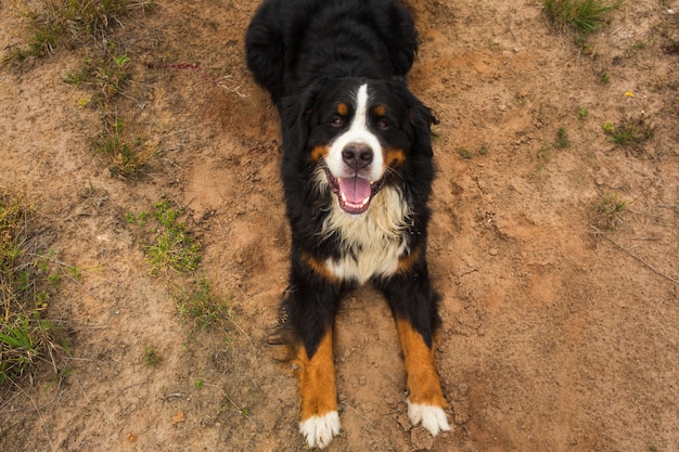 Chien de montagne bernois dans la prairie d'été