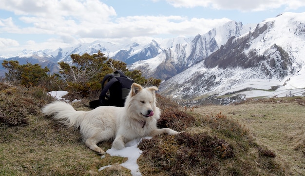 Chien de montagne des Pyrénées