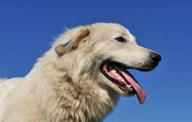 Chien de montagne des Pyrénées