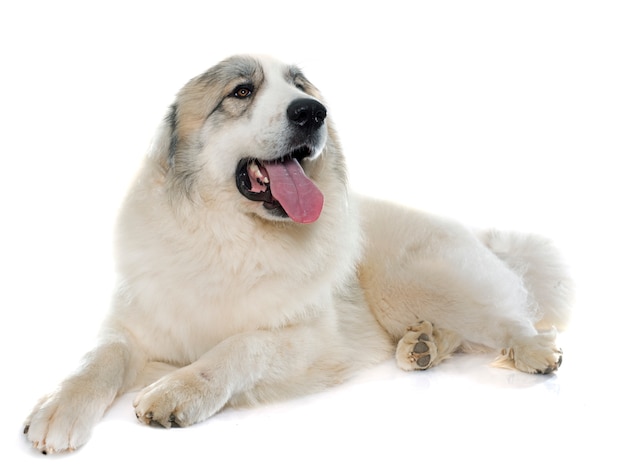 Chien de Montagne des Pyrénées