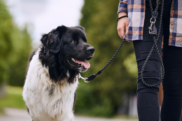 Photo chien de montagne tchèque heureux en laisse pendant une promenade avec son propriétaire en ville