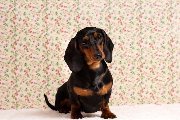 Photo un chien avec un motif floral sur le visage est assis sur un tapis blanc.