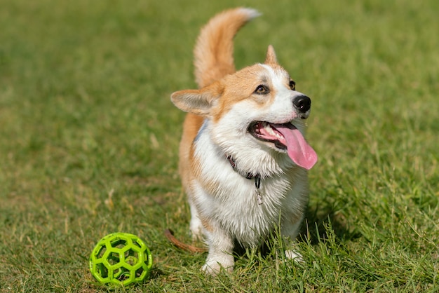 Un chien multiplie les corgi marchant sur la pelouse dans l'après-midi avec un ballon