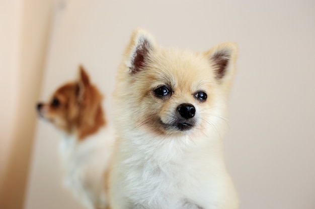 Chien à un mur.