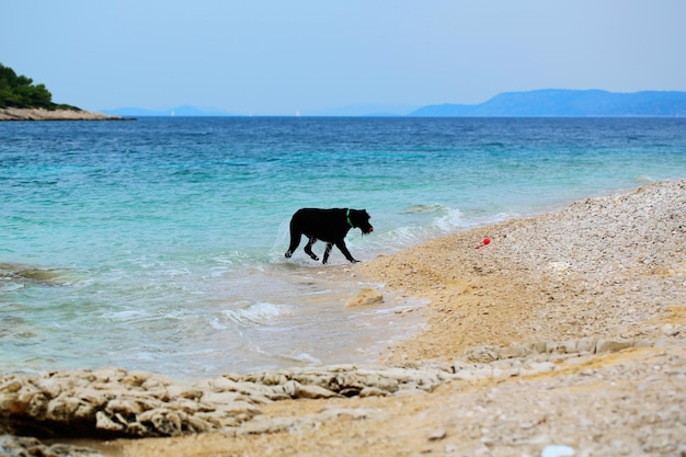 Le chien nage dans la mer bleue