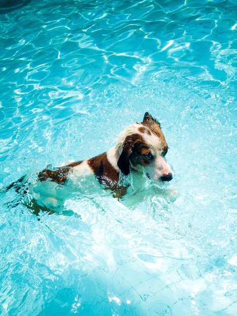 Un chien nageant dans une belle piscine bleue par une très chaude journée brésilienne d'été