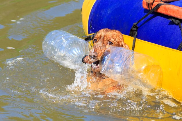 Photo un chien nageant dans une piscine