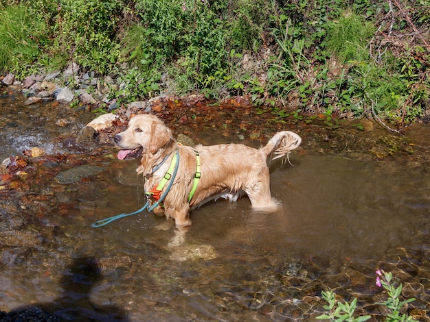 Chien nageant dans la rivière