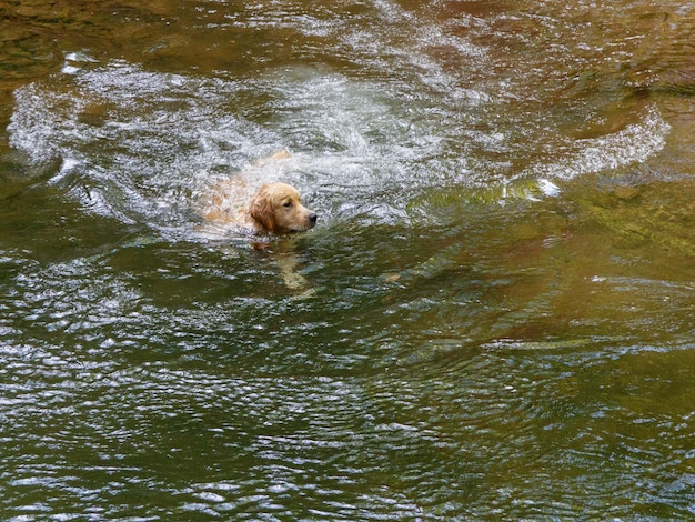 Chien nageant dans la rivière