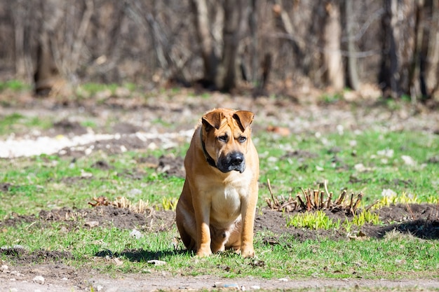 Un chien sur la nature