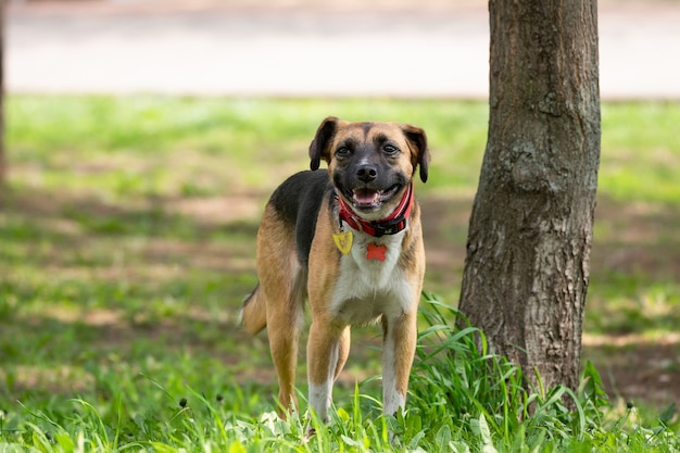 Un chien sur la nature