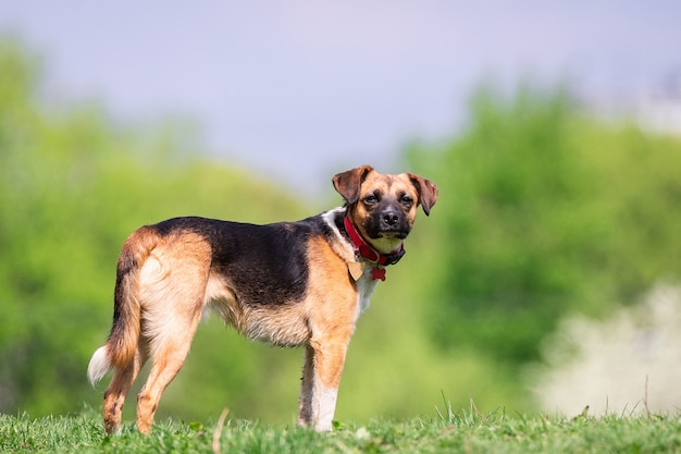 Un chien sur la nature