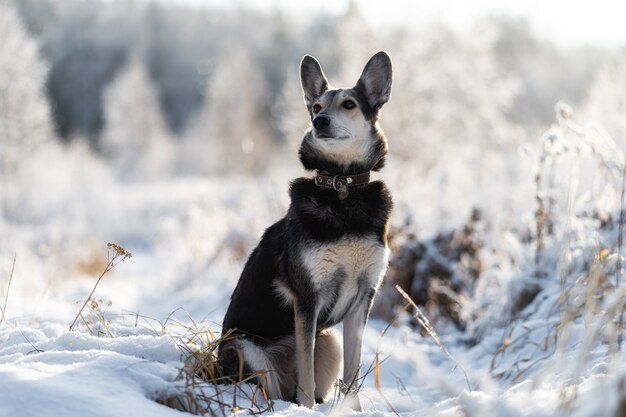 Chien de neige. Chien de compagnie noir avec de la neige