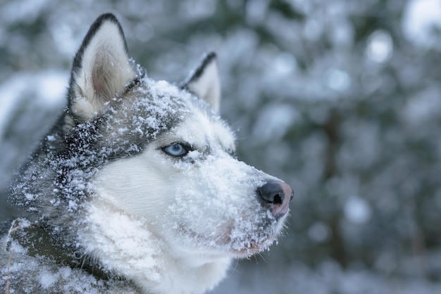 Chien de neige Husky dans la neige sur le fond de la forêt forêt enneigée et chien