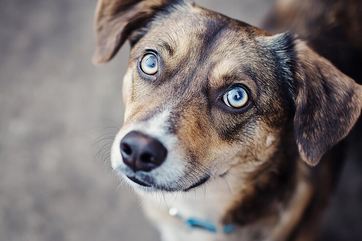 Photo un chien avec un nez brun et un œil noir