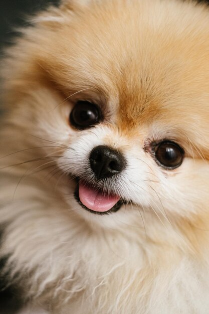 Un chien avec un nez noir