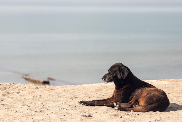 Un chien noir, un adulte se trouve, détendez-vous avec un regard satisfait le long de la plage de sable sur fond de mer