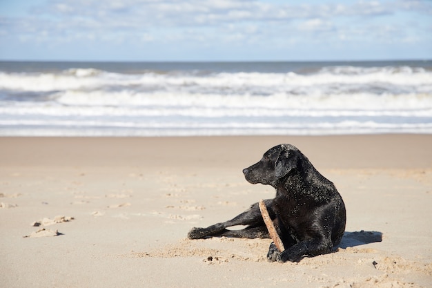 Chien noir allongé sur le sable sur la plage jouant avec un bâton