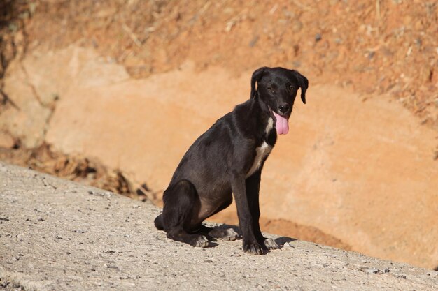 Chien noir allongé sur le sol dans une route marocaine regardant vers la caméra