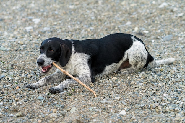 Photo un chien noir allongé sur la terre.