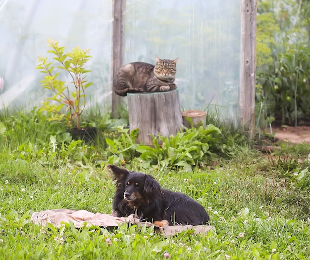 Chien noir allongé sur le vieux tapis sur l'herbe verte et chat drôle assis sur une souche d'arbre près de la serre dans la cour de campagne.