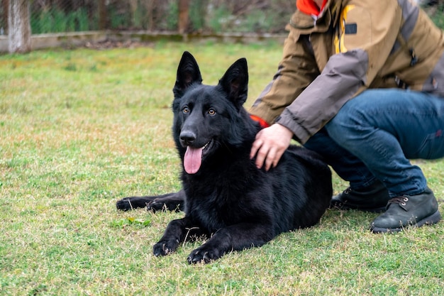 Photo un chien noir assis sur un champ.