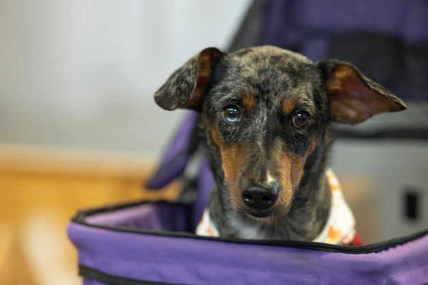 Un chien noir assis dans un fauteuil roulant violet sur fond animal