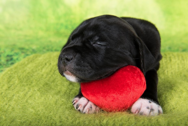 Chien noir et blanc American Staffordshire Terrier ou chiot AmStaff avec coeur rouge sur fond vert