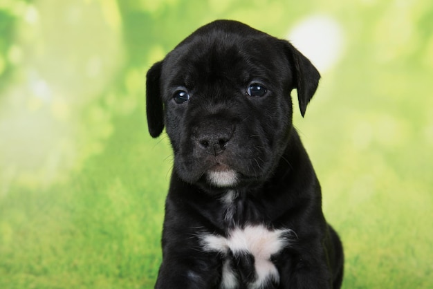 Chien noir et blanc American Staffordshire Terrier ou chiot AmStaff sur fond vert