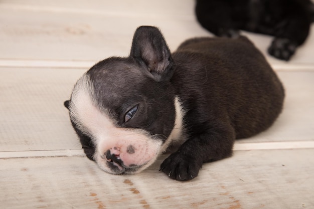 Un chien noir et blanc avec un visage blanc qui dit "boston" dessus