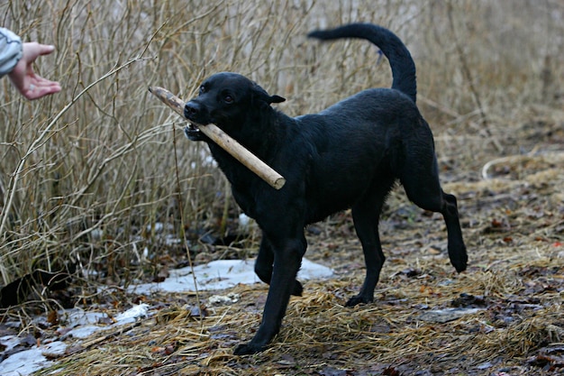 chien noir courant et jouant avec un bâton