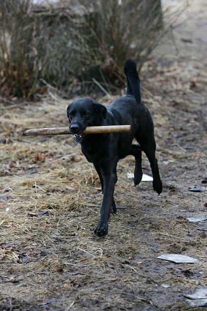 chien noir courant et jouant avec un bâton