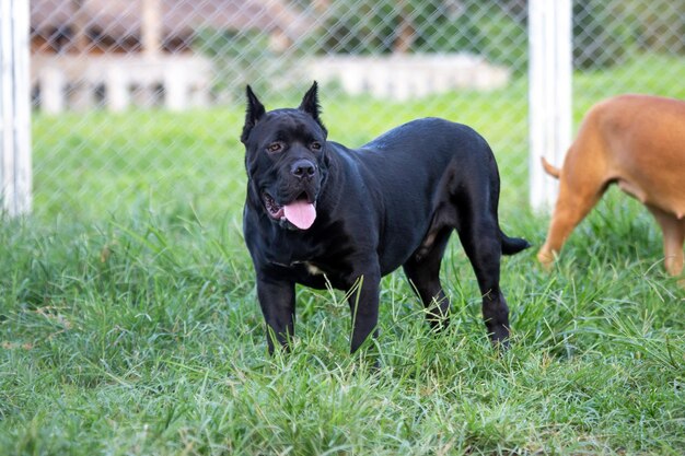 Un chien noir dans un champ.