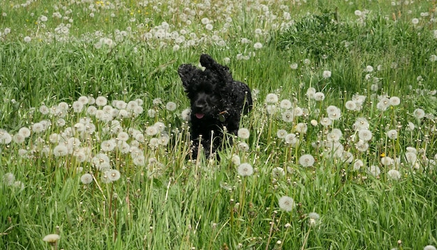 Photo un chien noir dans un champ.