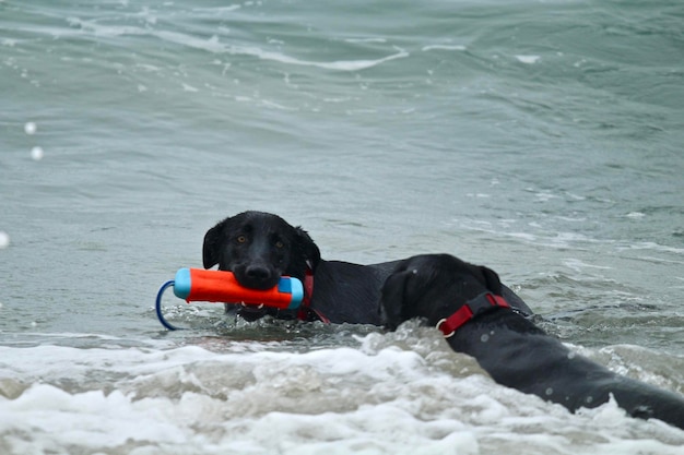 Photo un chien noir dans la mer